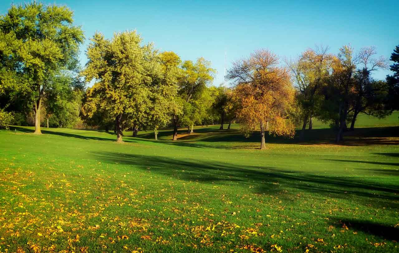 Field of Trees