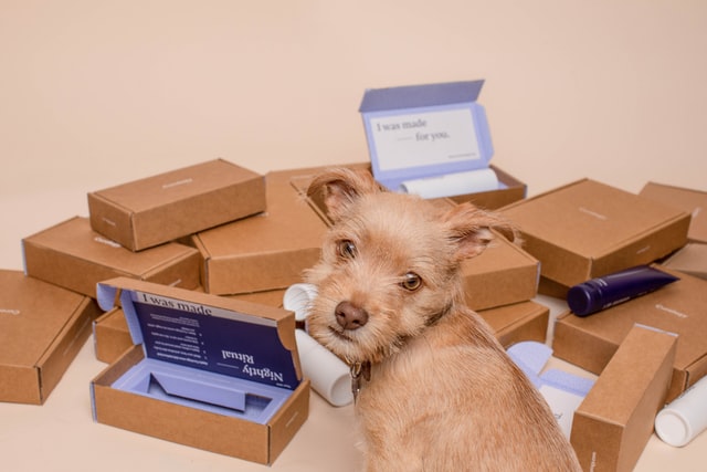 a small dog with numerous boxes